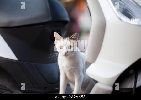 Katzen aus Griechenland, Schwerpunkt die Stray Cats, schlendern Sie durch die Griechenland touristische Gebiete auf der Suche nach Essen. Stockfoto