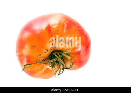 Faulen, verwöhnten Tomate mit kelchblätter oder Kelch, ungleichmäßiger Reifung und Stockflecken auf der Haut isoliert auf weißem Hintergrund. Stockfoto