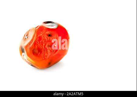 Faulen, verwöhnten Tomate mit Schimmel Flecken auf der Haut isoliert auf weißem Hintergrund. Stockfoto