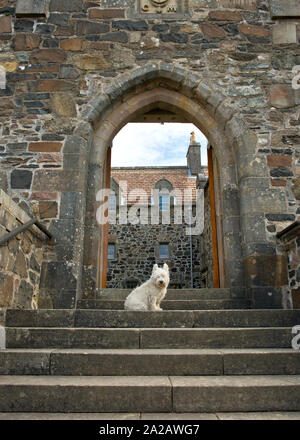 Weiß Scottie Hund auf Treppe und Eingang der Duart Castle. Isle of Mull, Schottland Stockfoto