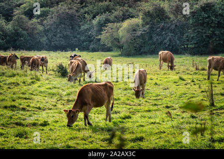 Junge Rinder fressen Gras auf einem Feld in Dänemark Stockfoto