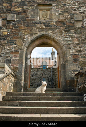 Weiß Scottie Hund auf Treppe und Eingang der Duart Castle. Isle of Mull, Schottland Stockfoto