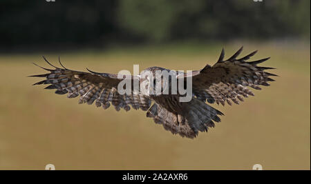 Große graue Eule, Strix nebulosa / fliegende Eule Stockfoto