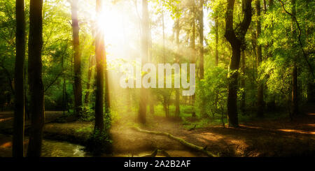 Idylllischer Sonnenaufgang im Wald mit Sonnenstrahlen im Nebel Stockfoto