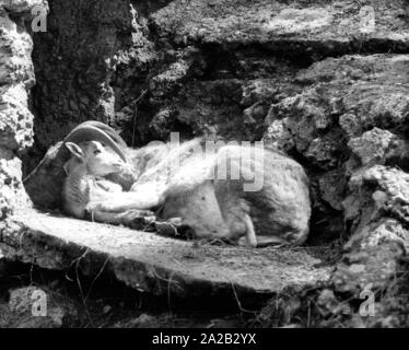 Blick auf die Steinböcke Gehäuse im Tierpark Hellabrunn. Steinbock mit Cub. Stockfoto