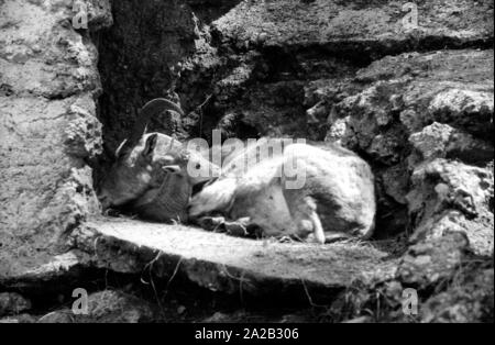 Blick auf die Steinböcke Gehäuse im Tierpark Hellabrunn. Steinbock mit Cub. Stockfoto