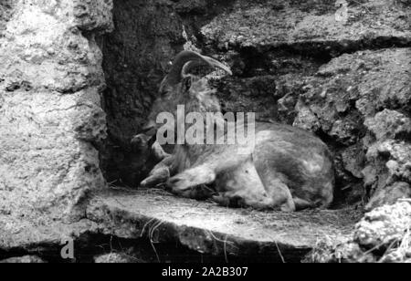 Blick auf die Steinböcke Gehäuse im Tierpark Hellabrunn. Steinbock mit Cub. Stockfoto