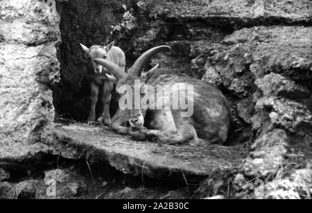 Blick auf die Steinböcke Gehäuse im Tierpark Hellabrunn. Steinbock mit Cub. Stockfoto