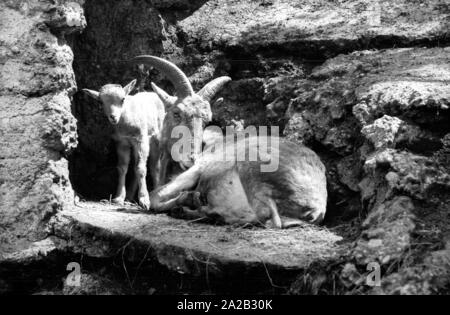 Blick auf die Steinböcke Gehäuse im Tierpark Hellabrunn. Steinbock mit Cub. Stockfoto