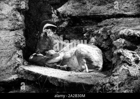 Blick auf die Steinböcke Gehäuse im Tierpark Hellabrunn. Steinbock mit Cub. Stockfoto