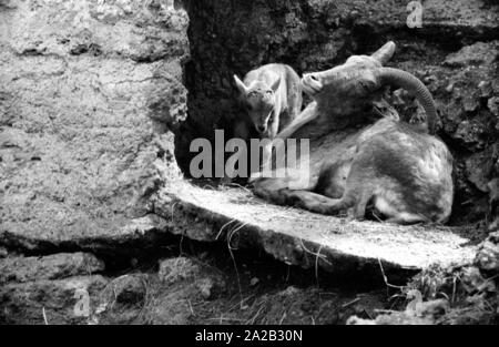 Blick auf die Steinböcke Gehäuse im Tierpark Hellabrunn. Steinbock mit Cub. Stockfoto