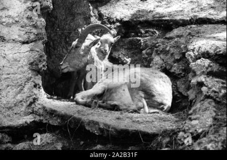 Blick auf die Steinböcke Gehäuse im Tierpark Hellabrunn. Steinbock mit Cub. Stockfoto