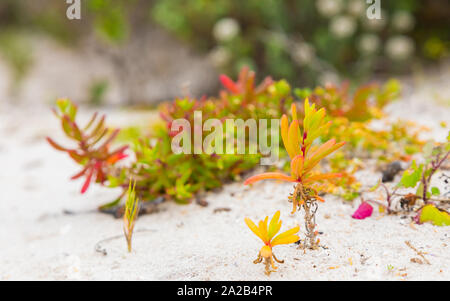 Küsten Sukkulenten Fynbos auf einem Strand an der Westküste von Kapstadt Südafrika Stockfoto