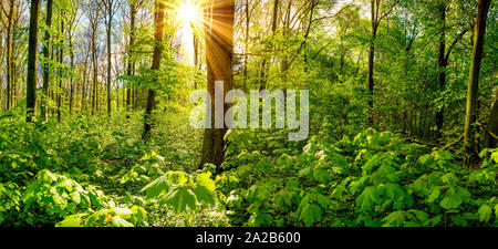 Ein Morgen im Wald mit durch die Bäume scheinender Sonne Stockfoto