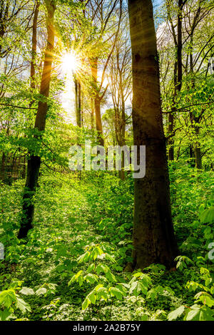 Wald im Frühling mit durch die Bäume scheinender Sonne Stockfoto