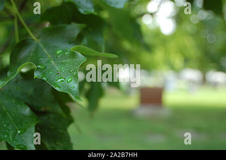 Closeup Schuß von Regentropfen auf schwarz Eiche Blätter. Stockfoto