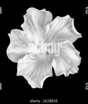 Monochrome Makro einer weißen Hibiskus Blüten auf schwarzem Hintergrund, Ansicht von oben Stockfoto