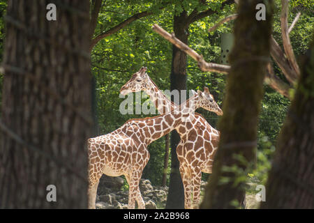 Giraffe isst, oben auf dem Baum Stockfoto
