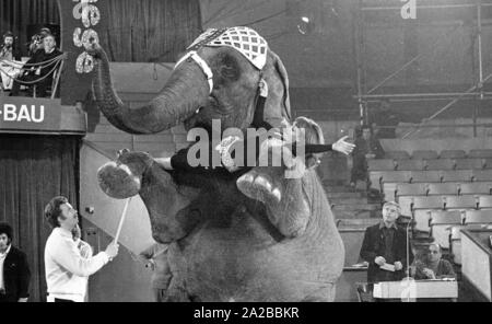 Die deutsche Moderatorin Petra Schürmann während einer Performance mit einem Elefanten auf der TV-Show "Stars in der Manege" in 1971. Stockfoto