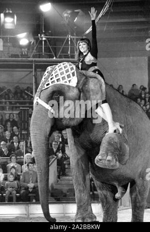 Die deutsche Moderatorin Petra Schürmann während einer Performance mit einem Elefanten auf der TV-Show "Stars in der Manege" in 1971. Stockfoto