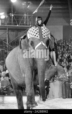 Die deutsche Moderatorin Petra Schürmann während einer Performance mit einem Elefanten auf der TV-Show "Stars in der Manege" in 1971. Stockfoto