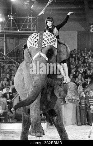 Die deutsche Moderatorin Petra Schürmann während einer Performance mit einem Elefanten auf der TV-Show "Stars in der Manege" in 1971. Stockfoto