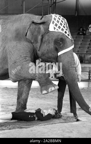 Die deutsche Moderatorin Petra Schürmann während einer Performance mit einem Elefanten auf der TV-Show "Stars in der Manege" in 1971. Stockfoto