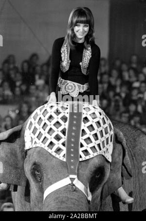 Die deutsche Moderatorin Petra Schürmann während einer Performance mit einem Elefanten auf der TV-Show "Stars in der Manege" in 1971. Stockfoto