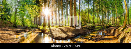 Wald im Frühling, Panorama einer Landschaft mit Bäumen, Bach und Sonne Stockfoto