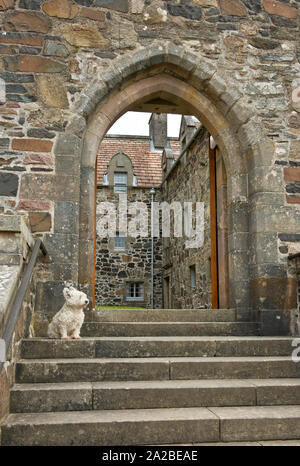 Weiß Scottie Hund auf Treppe und Eingang der Duart Castle. Isle of Mull, Schottland Stockfoto