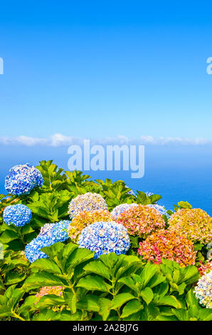 Farbenprächtige Hortensienblüten mit blauen Wasser des Ozeans im Hintergrund fotografiert. Hortensia typischen Blume für die portugiesischen Inseln Madeira und Azoren. Atlantik Landschaft. Madeiras Nordküste. Stockfoto