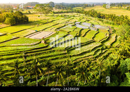 Luftaufnahme unten gerade mit Blick auf die tropischen Reisterrassen auf Bali Stockfoto