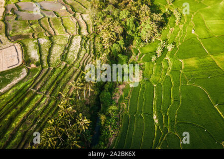 Luftaufnahme unten gerade mit Blick auf die tropischen Reisterrassen auf Bali Stockfoto