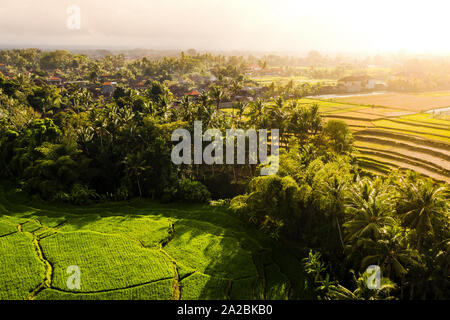 Tropische Reis terrasse Felder bei Sonnenaufgang in Bali. Stockfoto