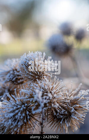 Schöne wilde Disteln bedeckt in Frost an einem hellen sonnigen Morgen Stockfoto
