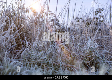 Zarte Wildpflanze in Eiskristalle an einem frostigen Morgen bedeckt Stockfoto