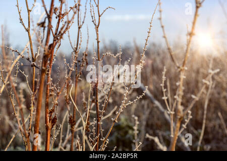 Zarte Wildpflanze in Eiskristalle an einem frostigen Morgen bedeckt Stockfoto