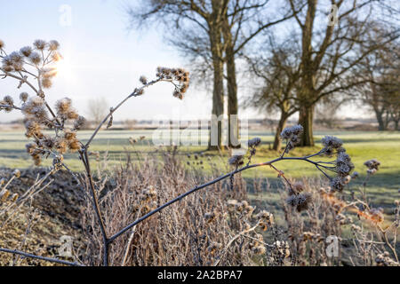 Zarte Wildpflanze in Eiskristalle an einem frostigen Morgen bedeckt Stockfoto