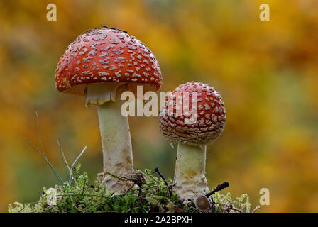 Ein Paar rote Fly agaric Pilze (Amanita muscaria) im Herbst Wald Stockfoto