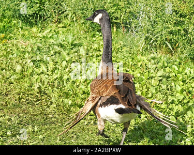 Kanada Gans entlang rasen mit verletzten Flügel Stockfoto