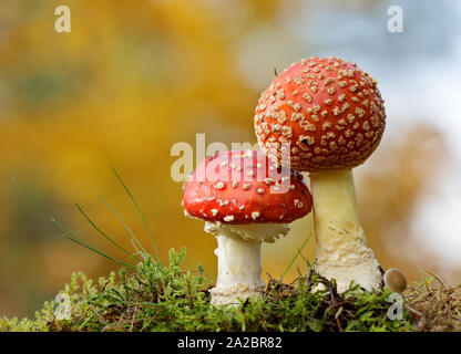 Ein Paar rote Fly agaric Pilze (Amanita muscaria) im Herbst Wald Stockfoto