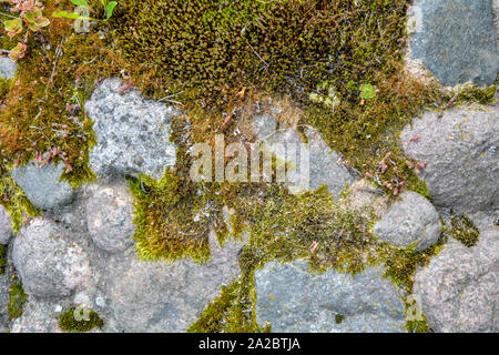 Stapel der große Granit Pflastersteine oder Felsbrocken überwachsen mit Moos, Flechten und Garten Pflanzen Sukkulenten. Nähe zu sehen. Stockfoto