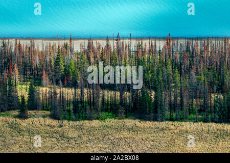 Ein Patch von beschädigten Wald in der Nähe von Anchorage in Alaska. Die Borealis Wald - typischerweise Kiefer, Birke, lärche - machen etwa 30 Prozent aller Wald in der Welt. Weniger effizient als die Regenwälder, ist es immer noch ein wesentlicher Teil der CO2-Senke. Die mittlere Temperatur in den arktischen Gebieten sind bereits 1.5c wärmer als normal. Höhere CO2 beschleunigen das Wachstum des Waldes. Jedoch, wie Wachstum accellerated ist, die Lebensdauer der Bäume wird verkürzt. Das Ergebnis ist eine CO2-gesättigten Wald, der als Kohlenstoffsenke und Emitter. Stockfoto