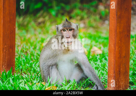 Ein wilder Affe oder Affe im Zoo oder Dschungel, in Phu Quoc Zoo, Vietnam Stockfoto