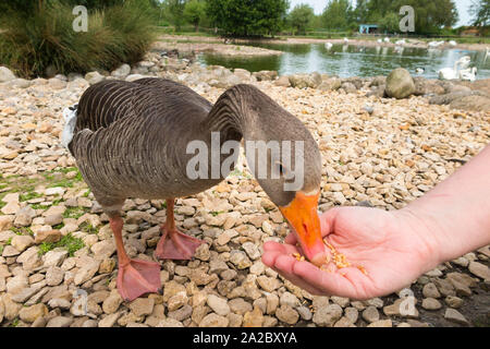 Kind/Kinder/Kinder/Kinder füttern Vogel/Vögeln am Wetlands slimbridge Centre. WWT Slimbridge, UK. (110) Stockfoto