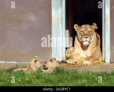 Zwei afrikanische Lion Cubs die noch genannt werden spielen vor ihrer Mutter Zuri, als sie ihren ersten Ausflug an der Woburn Safari Park in Bedfordshire. Stockfoto