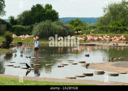 Kind auf Schritt Stein Fütterung Vögel/Kinder/Kinder/Kinder auf Stepping Stones/in einem Teich am Wetlands slimbridge Centre gelegt. WWT Slimbridge, England UK (110) Stockfoto