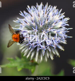 Bumblebee sammeln Nektar Stockfoto