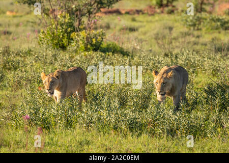 Der löwinnen (Panthera leo) Wandern im Morgenlicht in der Savanne, Welgevonden Game Reserve, Südafrika. Stockfoto