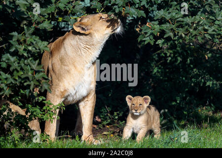 Eine von zwei afrikanischen Lion Cubs die noch genannt werden einige Zuneigung von ihrer Mutter Zuri erhalten, als sie ihren ersten Outing bei Woburn Safari Park in Bedfordshire. Die Jungen waren 9-Wochen im Park geboren, mit ihren Eltern mama Zuri und Papa Joco Stockfoto